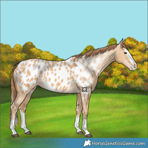 Horse Color:Red Dun Splash Near Leopard