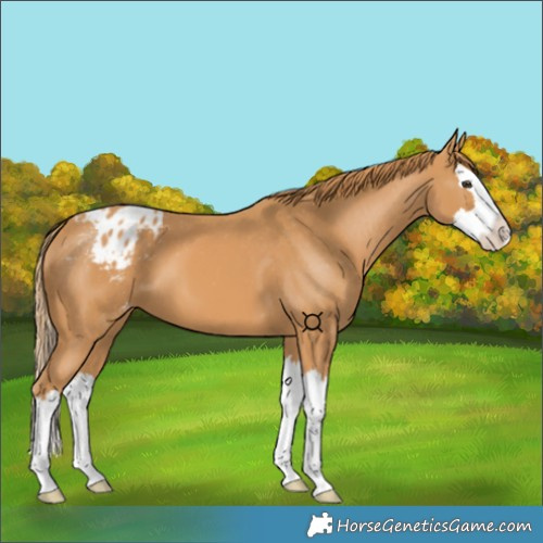 Horse Color:Chestnut Splash Appaloosa 
