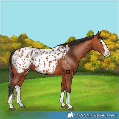 Horse Color:Bay Splash Appaloosa 