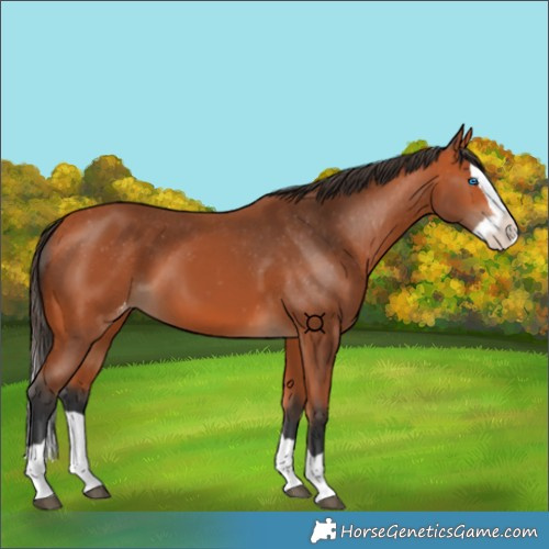 Horse Color:Bay Splash Appaloosa