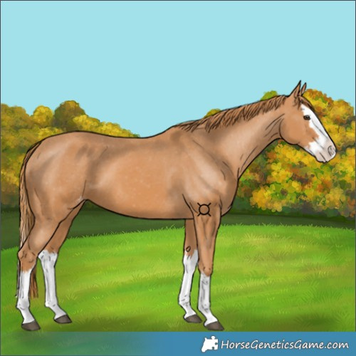 Horse Color:Chestnut Splash Appaloosa 
