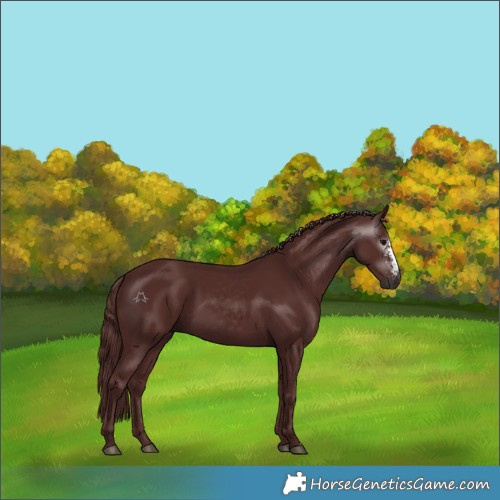 Horse Color:Gray Chocolate Black Sabino Rabicano 