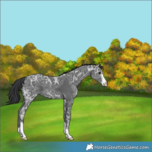 Horse Color:Black Ice Sabino 