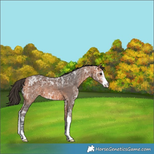 Horse Color:Bay Ice Sabino 