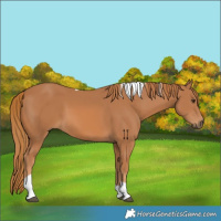 Horse Color:Chestnut Tobiano