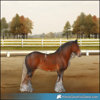 Horse Color:Powder White Gray White Spotted Chocolate Palomino 