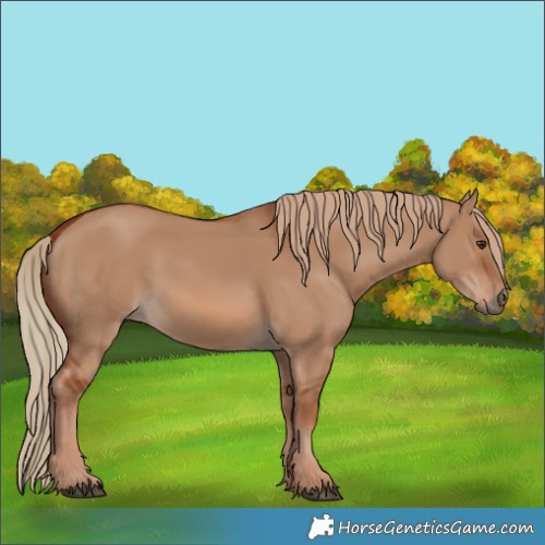 Horse Color:Red Dun 