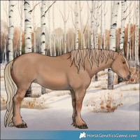 Horse Color:Red Dun 