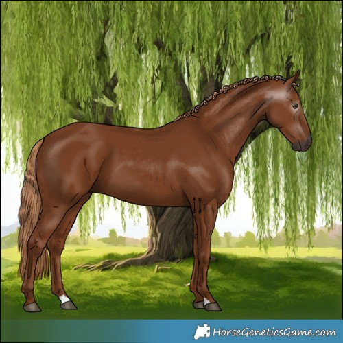 Horse Color:Gray Chestnut