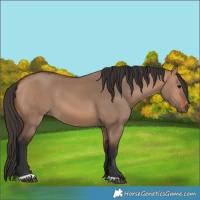 Horse Color:Bay Dun 