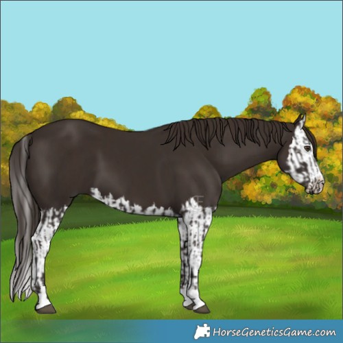 Horse Color:Liver Chestnut  and Liver Chestnut Splash 