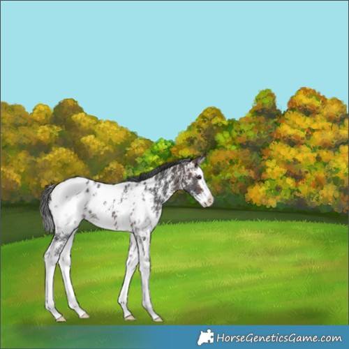Horse Color:Brown Sabino Splash Appaloosa 