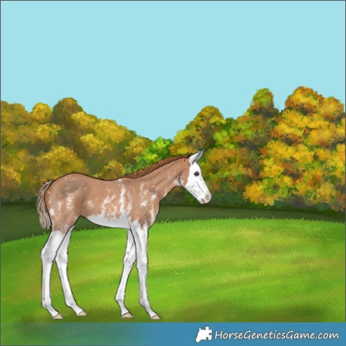 Horse Color:Chestnut Sabino Splash Appaloosa 