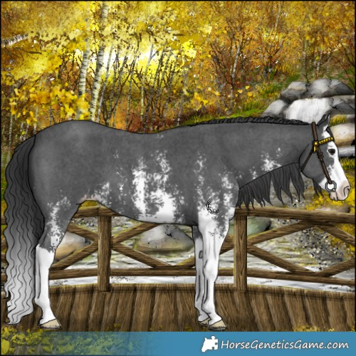 Horse Color:Black Sabino Splash Varnish 