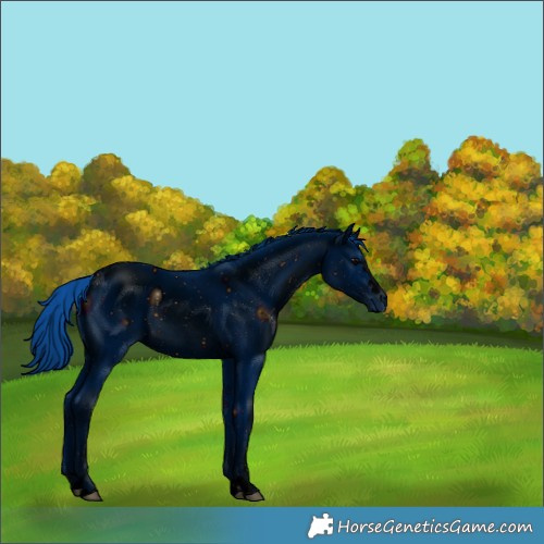 Horse Color:ERROR: UNKNOWN ANOMALY