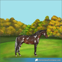 Horse Color:White Spotted Silver Brown
