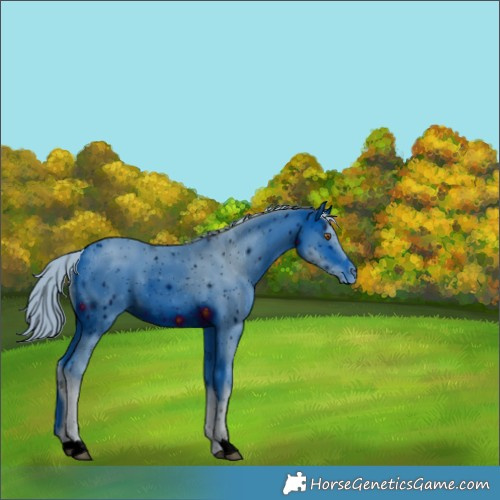Horse Color:ERROR: UNKNOWN ANOMALY