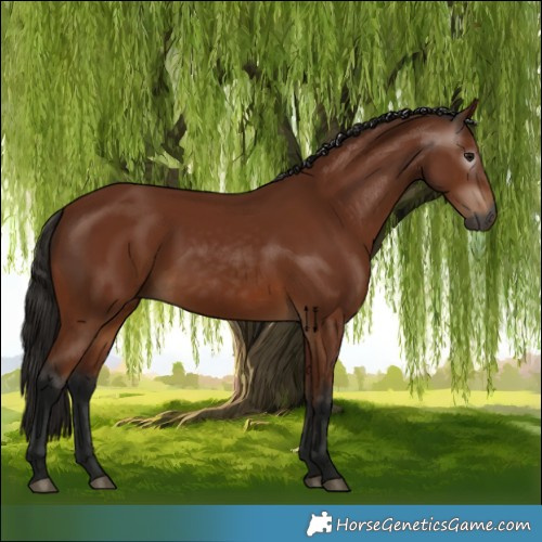 Horse Color:Gray Bay 