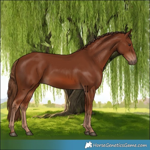 Horse Color:Chestnut 