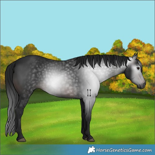 Horse Color:Gray Brown