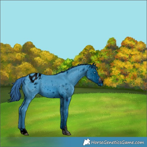 Horse Color:ERROR: UNKNOWN ANOMALY
