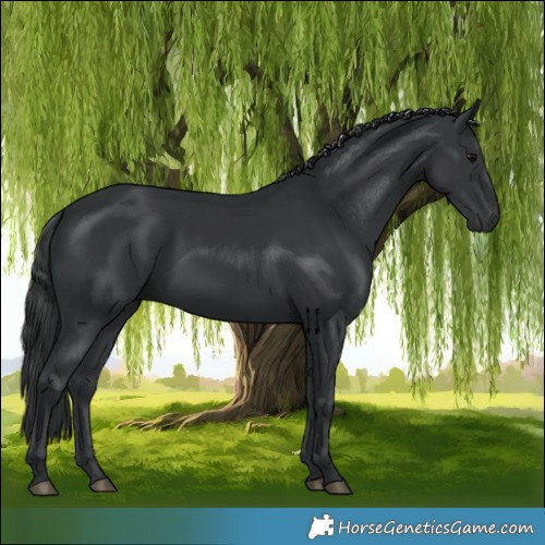 Horse Color:Black 