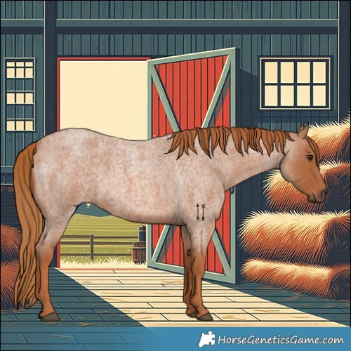 Horse Color:Red Roan 