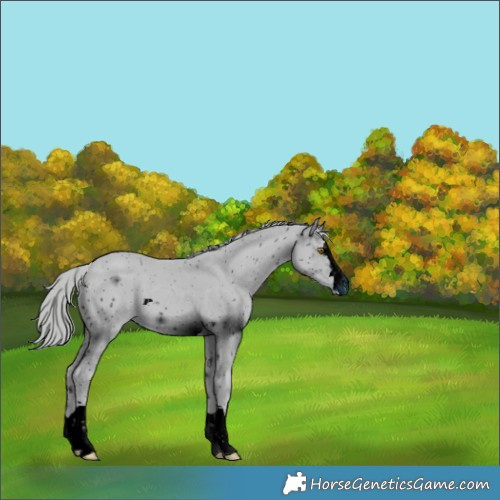 Horse Color:ERROR: UNKNOWN ANOMALY