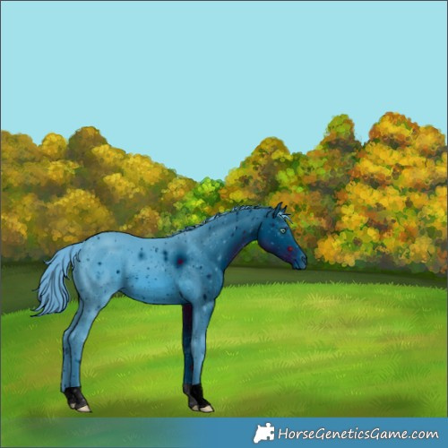 Horse Color:ERROR: UNKNOWN ANOMALY