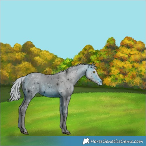Horse Color:ERROR: UNKNOWN ANOMALY