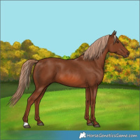 Horse Color:Chestnut 