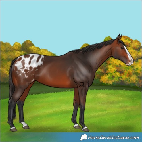 Horse Color:Bay Splash Appaloosa