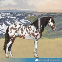 Horse Color:Bay Near Leopard  and Bay Dun Tobiano Near Leopard 
