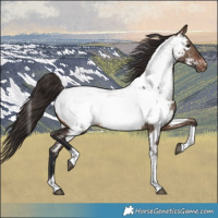 Horse Color:Brown Dun Tobiano Near Fewspot