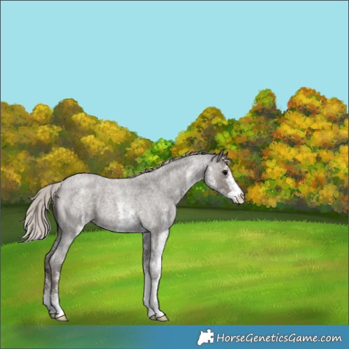 Horse Color:White Spotted Silver Blue Roan 
