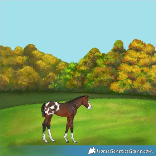 Horse Color:Bay Splash Appaloosa 
