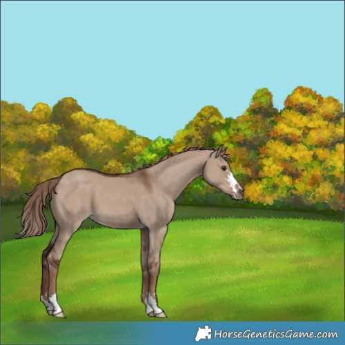 Horse Color:Liver Red Dun