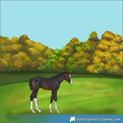Horse Color:Brown Splash Appaloosa