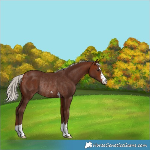 Horse Color:Silver Bay Rabicano
