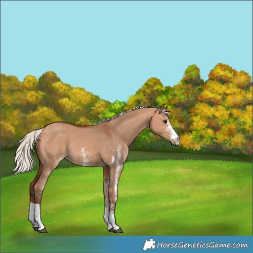 Horse Color:White Spotted Silver Bay Dun Tobiano Rabicano