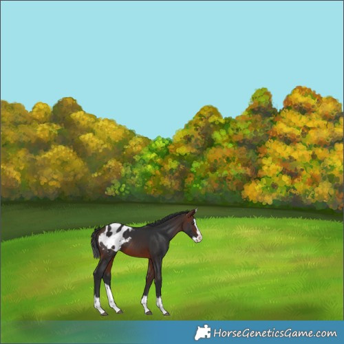 Horse Color:Brown Splash Appaloosa