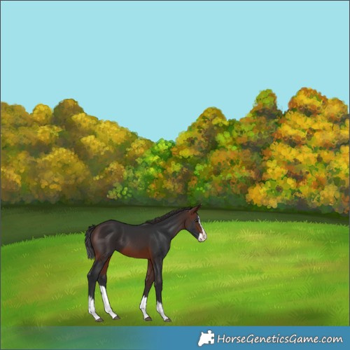 Horse Color:Brown Splash Appaloosa 