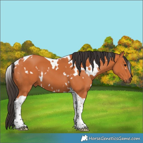 Horse Color:White Spotted Bay Tobiano 