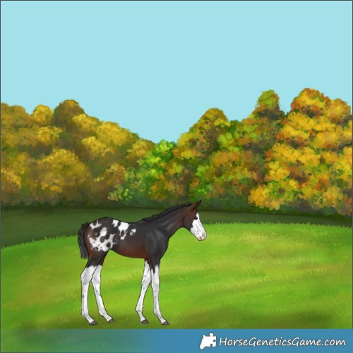 Horse Color:Brown Splash Appaloosa