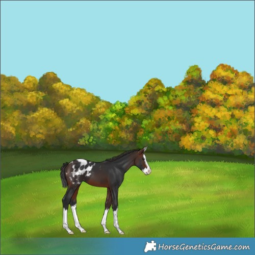 Horse Color:Brown Splash Appaloosa 