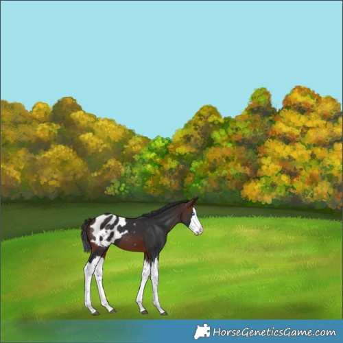 Horse Color:Brown Splash Appaloosa 