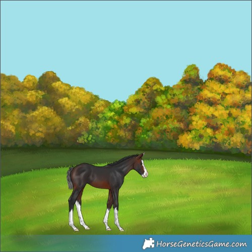 Horse Color:Brown Splash Appaloosa 