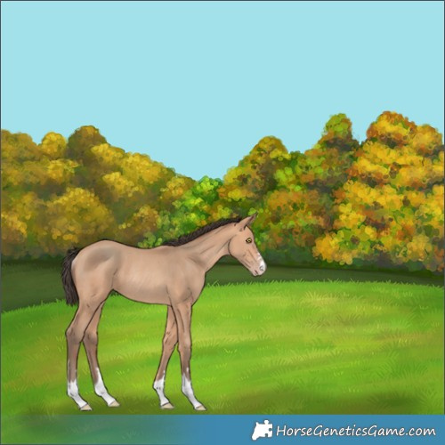 Horse Color:Amber Champagne Rabicano 