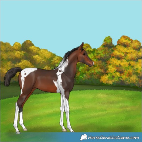 Horse Color:Bay Tobiano 
