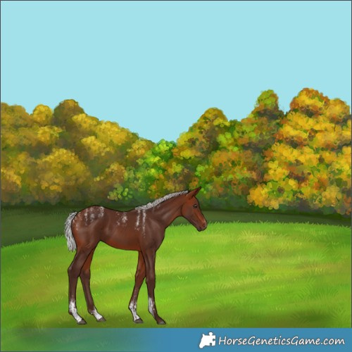 Horse Color:Powder White Silver Bay 